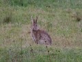 1208-1934 Rabbit (1060325)